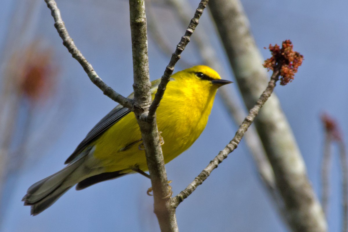 Blauflügel-Waldsänger - ML443018161