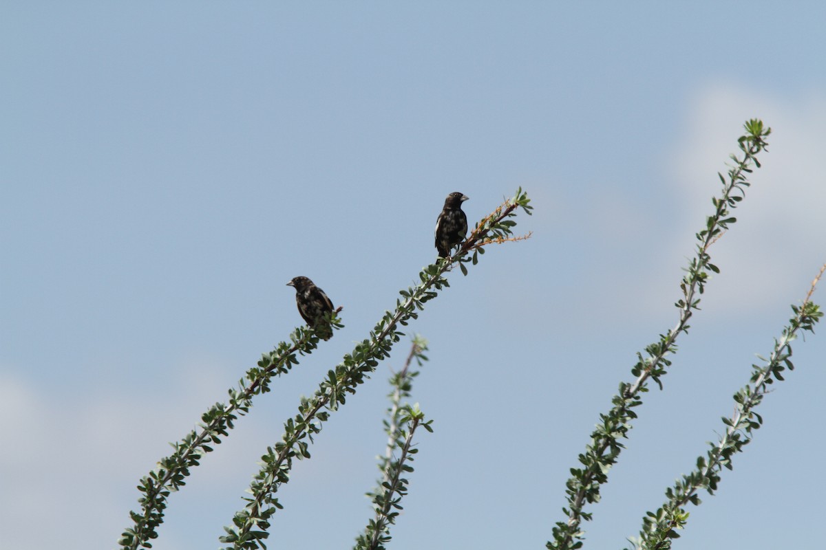 Lark Bunting - ML44301841