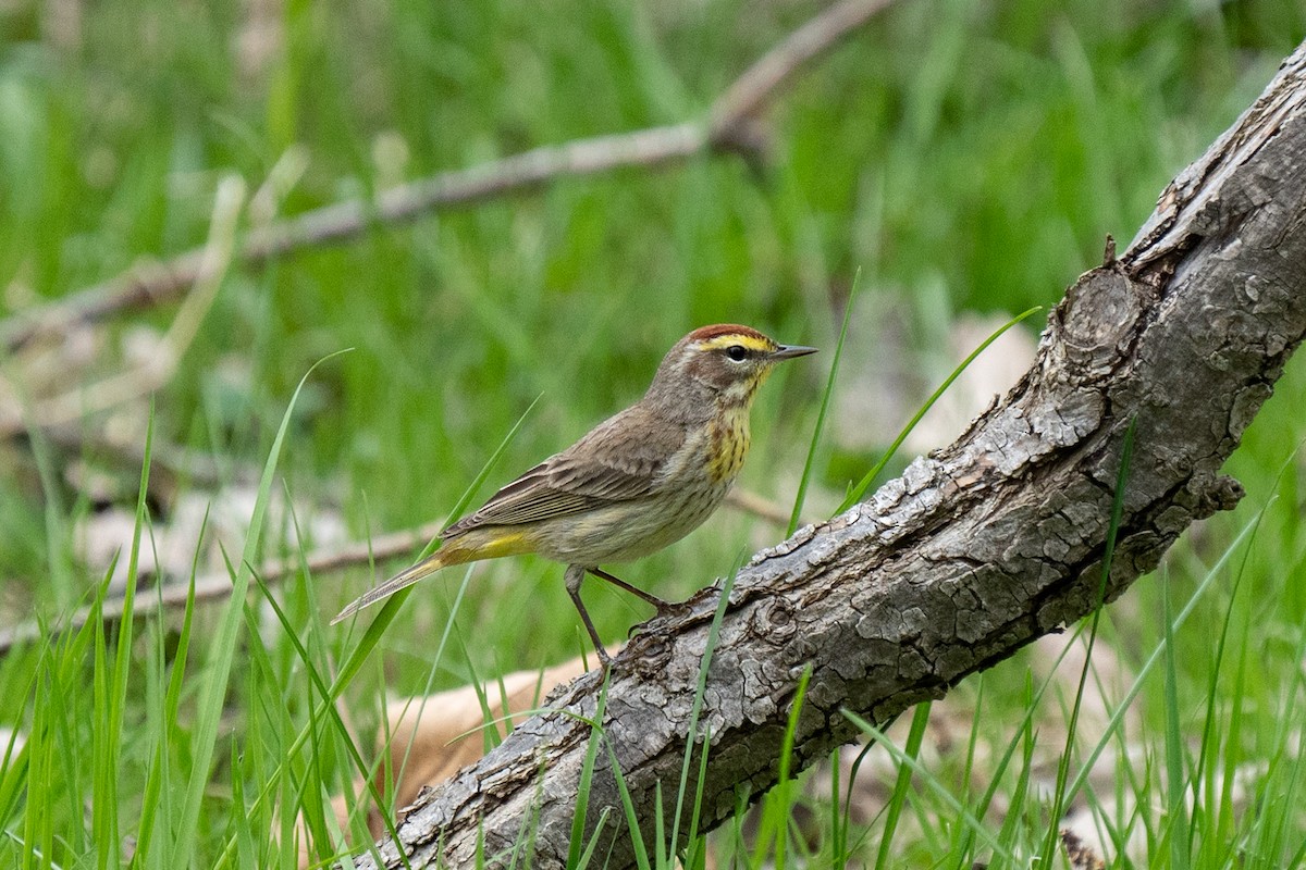 Palm Warbler - ML443022301