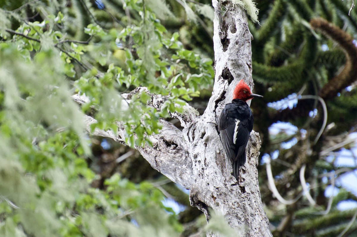 Magellanic Woodpecker - ML44302261