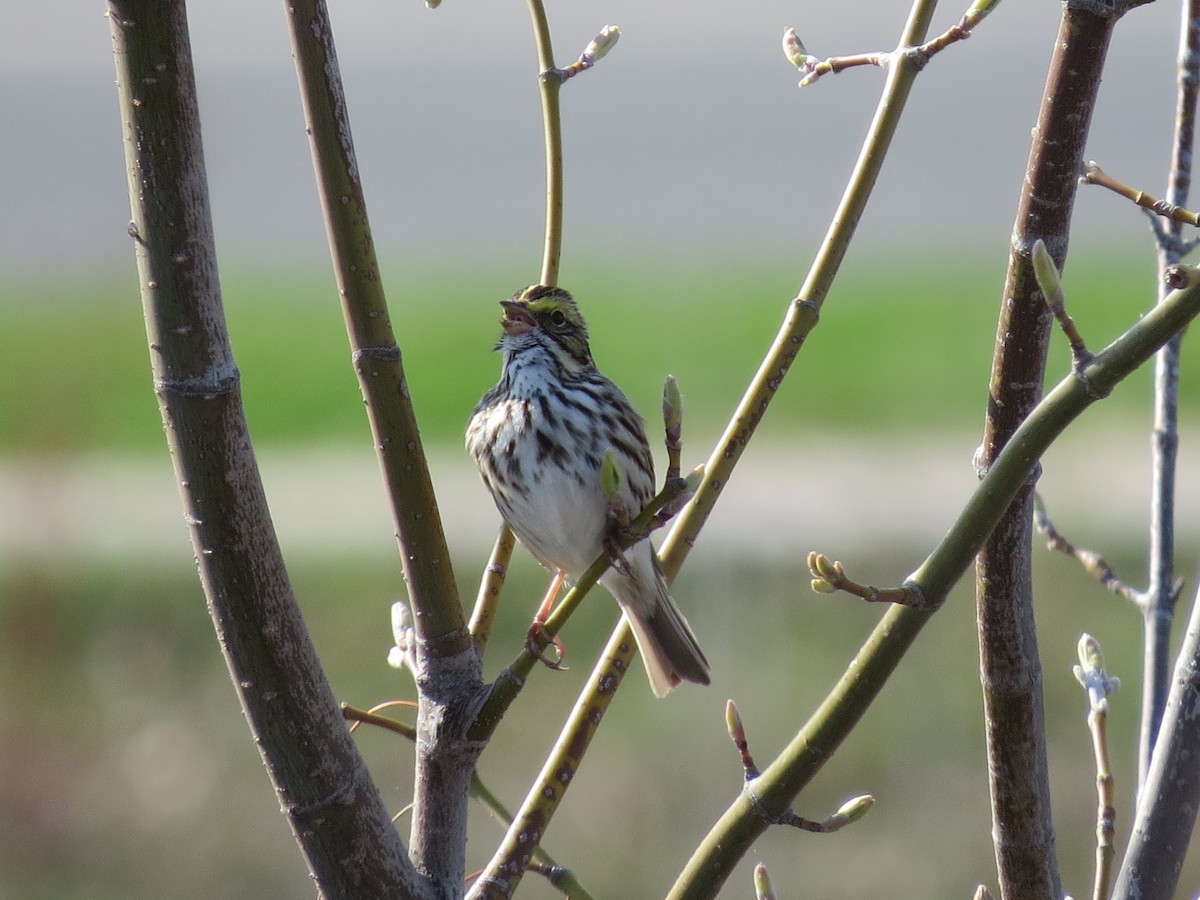 Savannah Sparrow - ML443022791