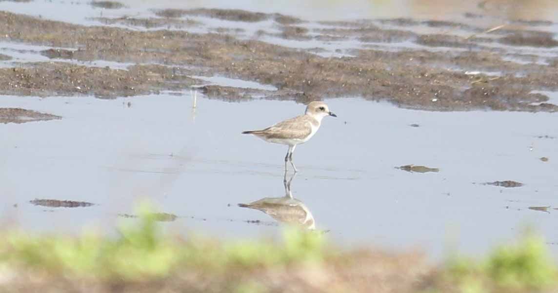 Tibetan Sand-Plover - ML44302321