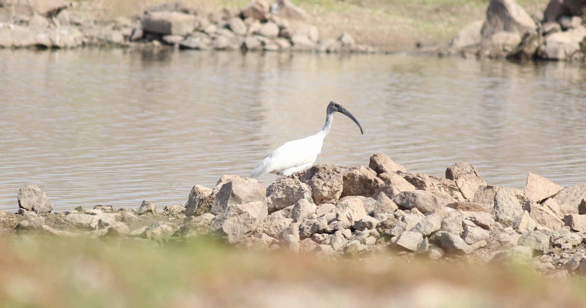 Black-headed Ibis - ML44302361