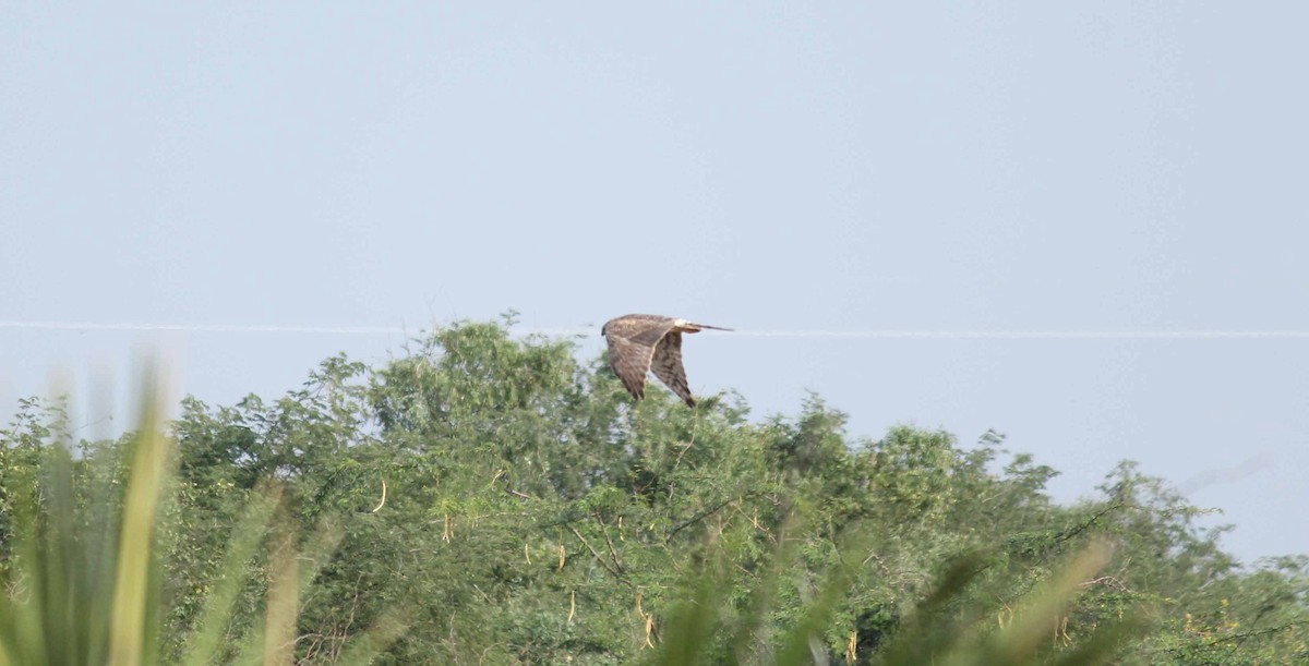 Oriental Honey-buzzard (Indomalayan) - ML44302381