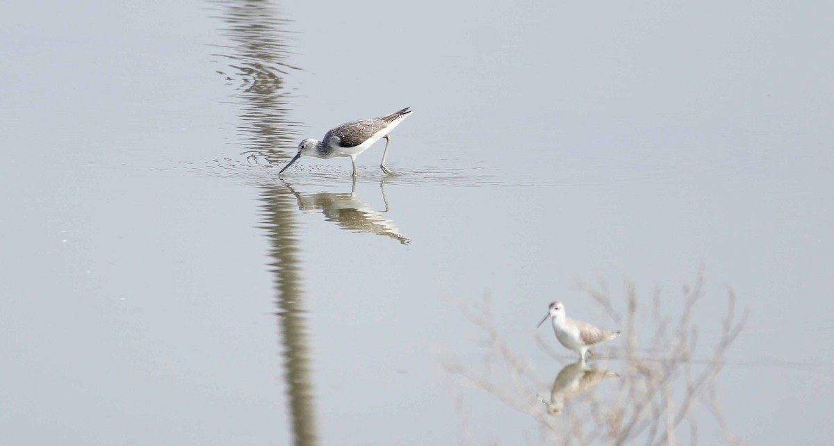 Common Greenshank - ML44302561