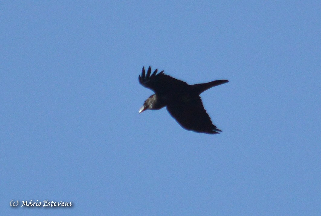 Common Raven - Mário Estevens