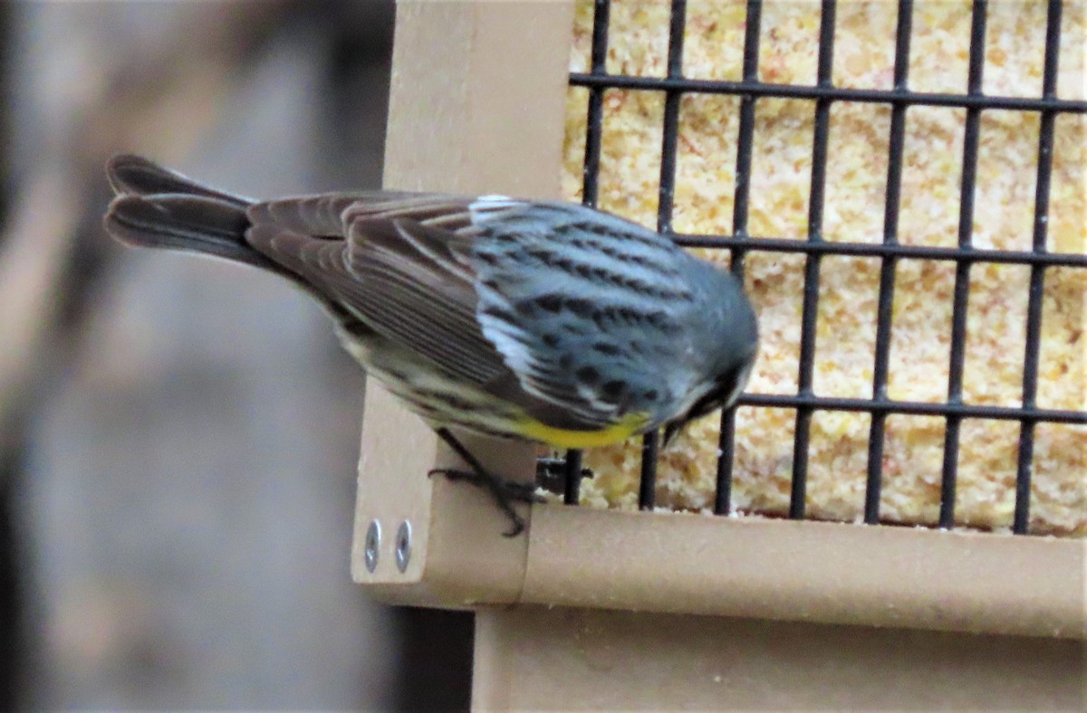 Yellow-rumped Warbler - ML443027451