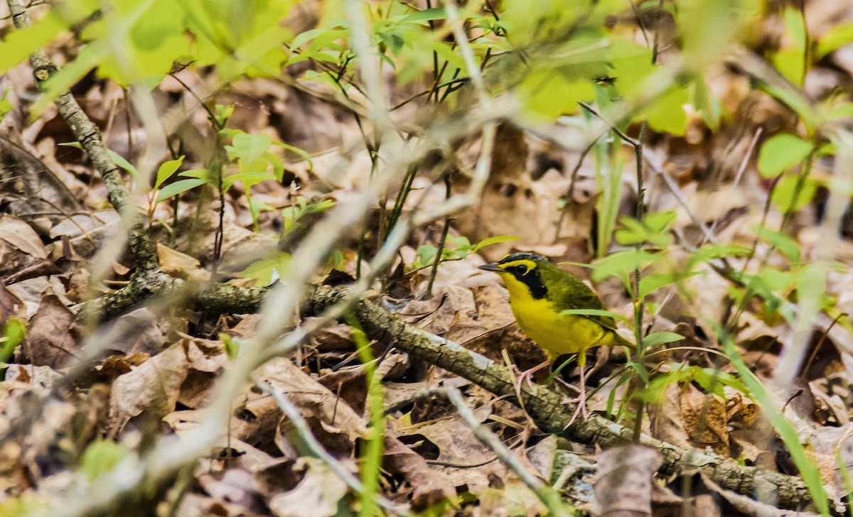 Kentucky Warbler - Austin Hess