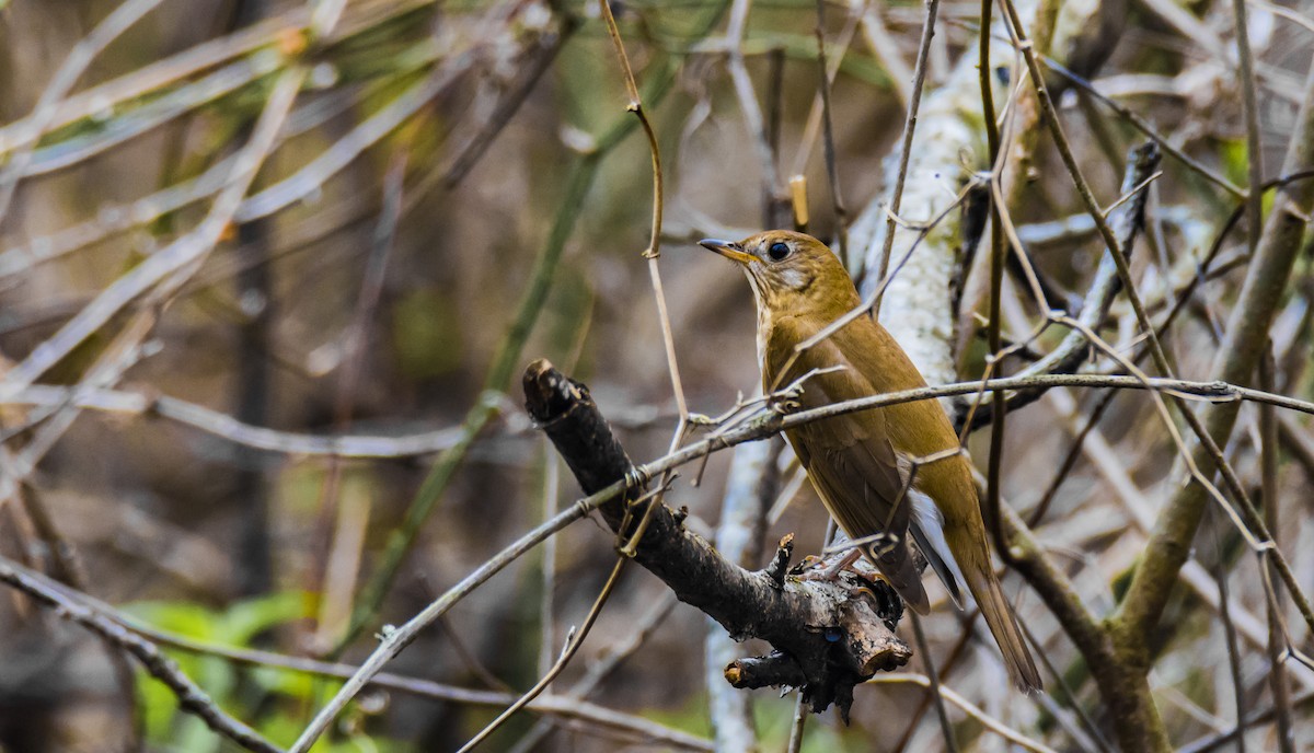 Veery - ML443027781