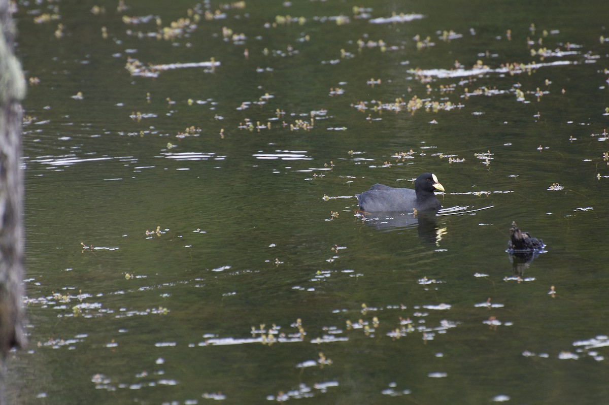 Red-gartered Coot - ML44302841