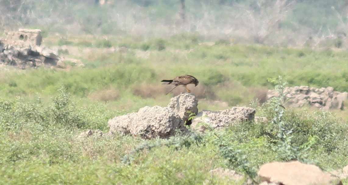 Montagu's Harrier - ML44302861