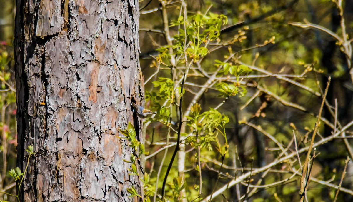 Brown-headed Nuthatch - Austin Hess