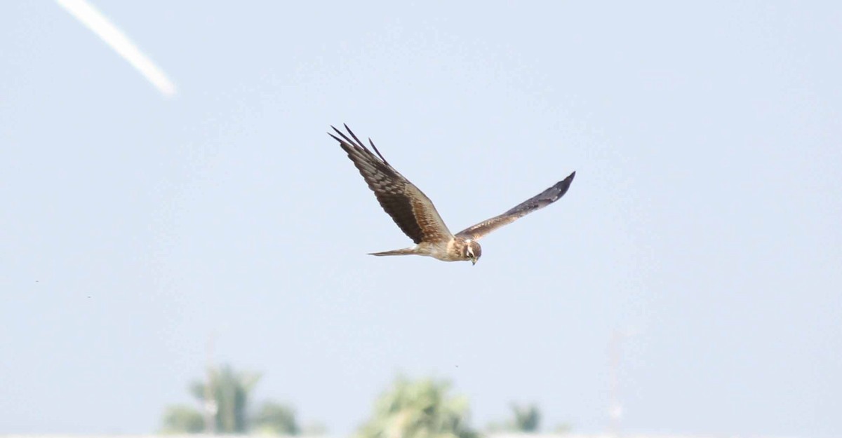 Montagu's Harrier - ML44302871