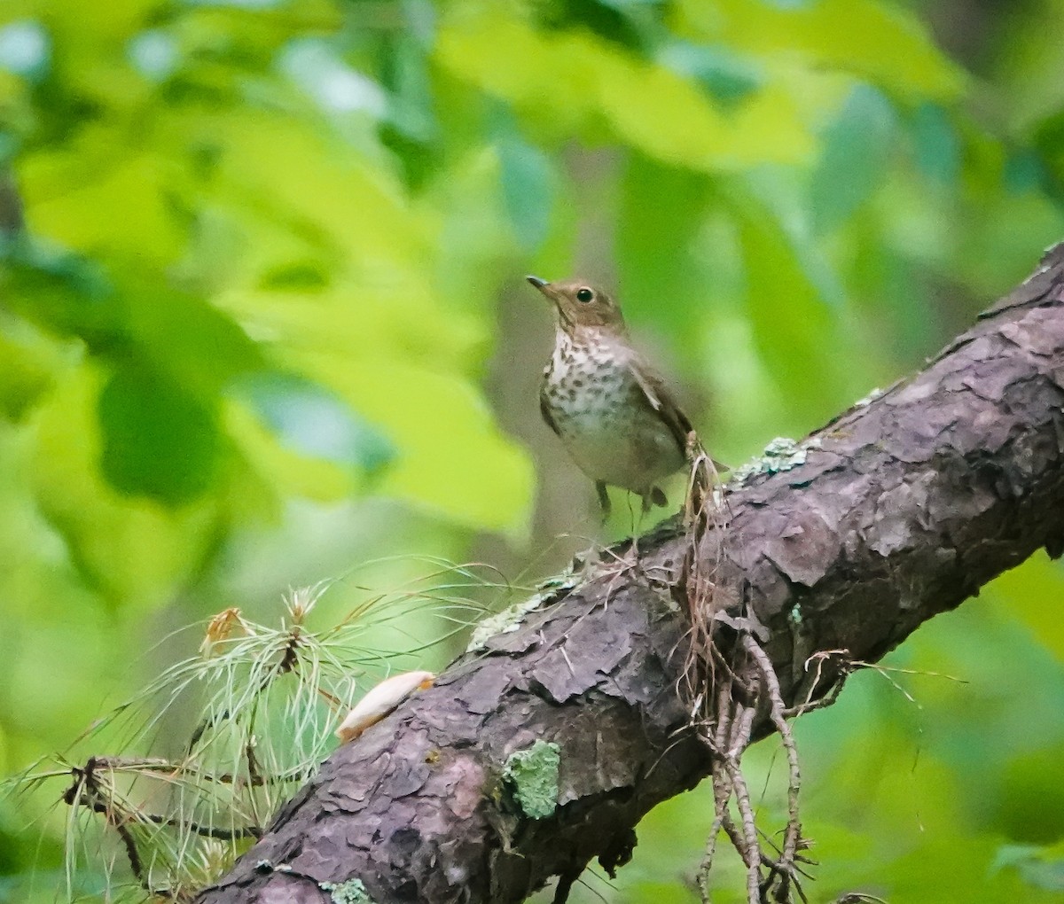 Swainson's Thrush - ML443029521