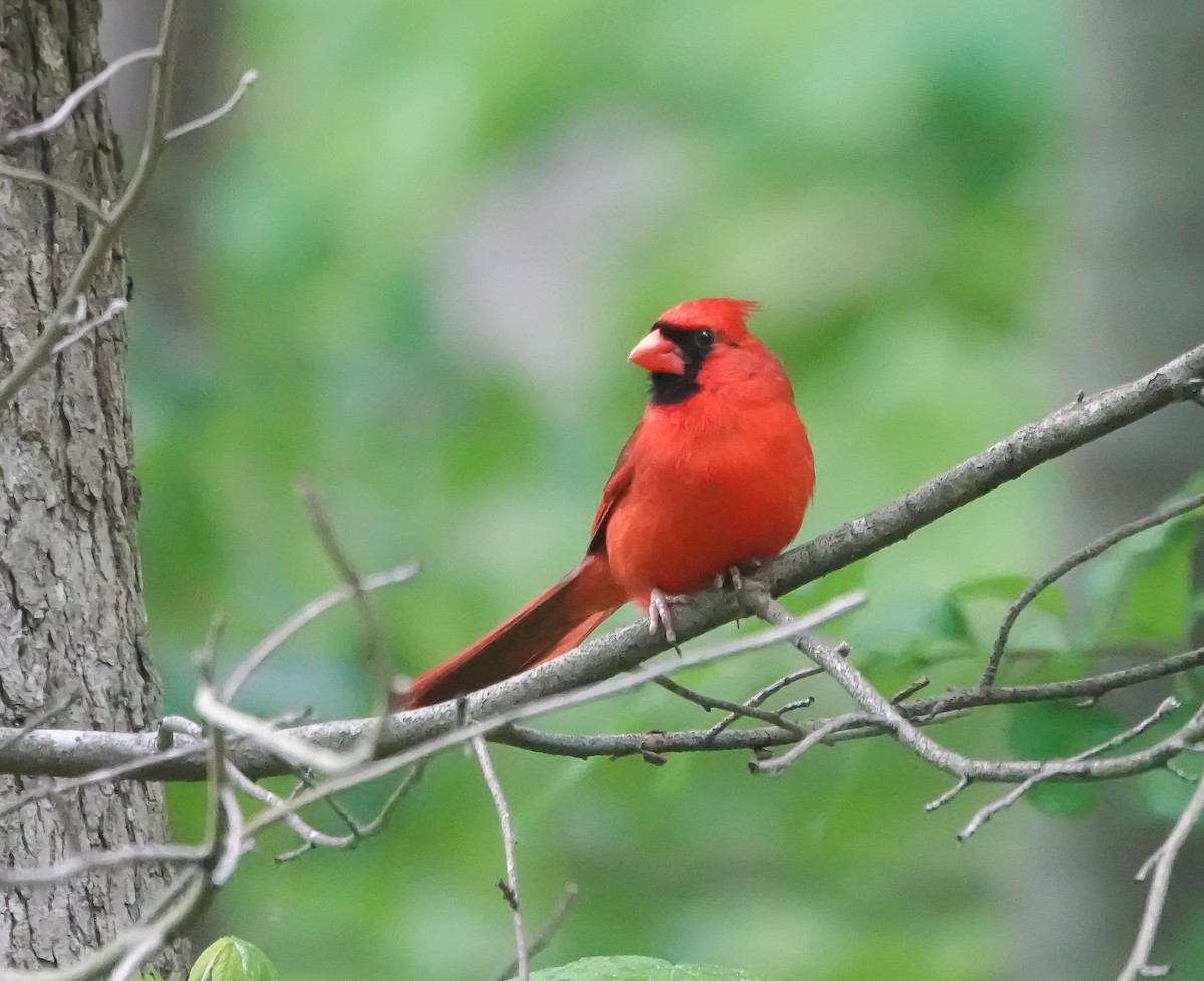 Northern Cardinal - ML443029551