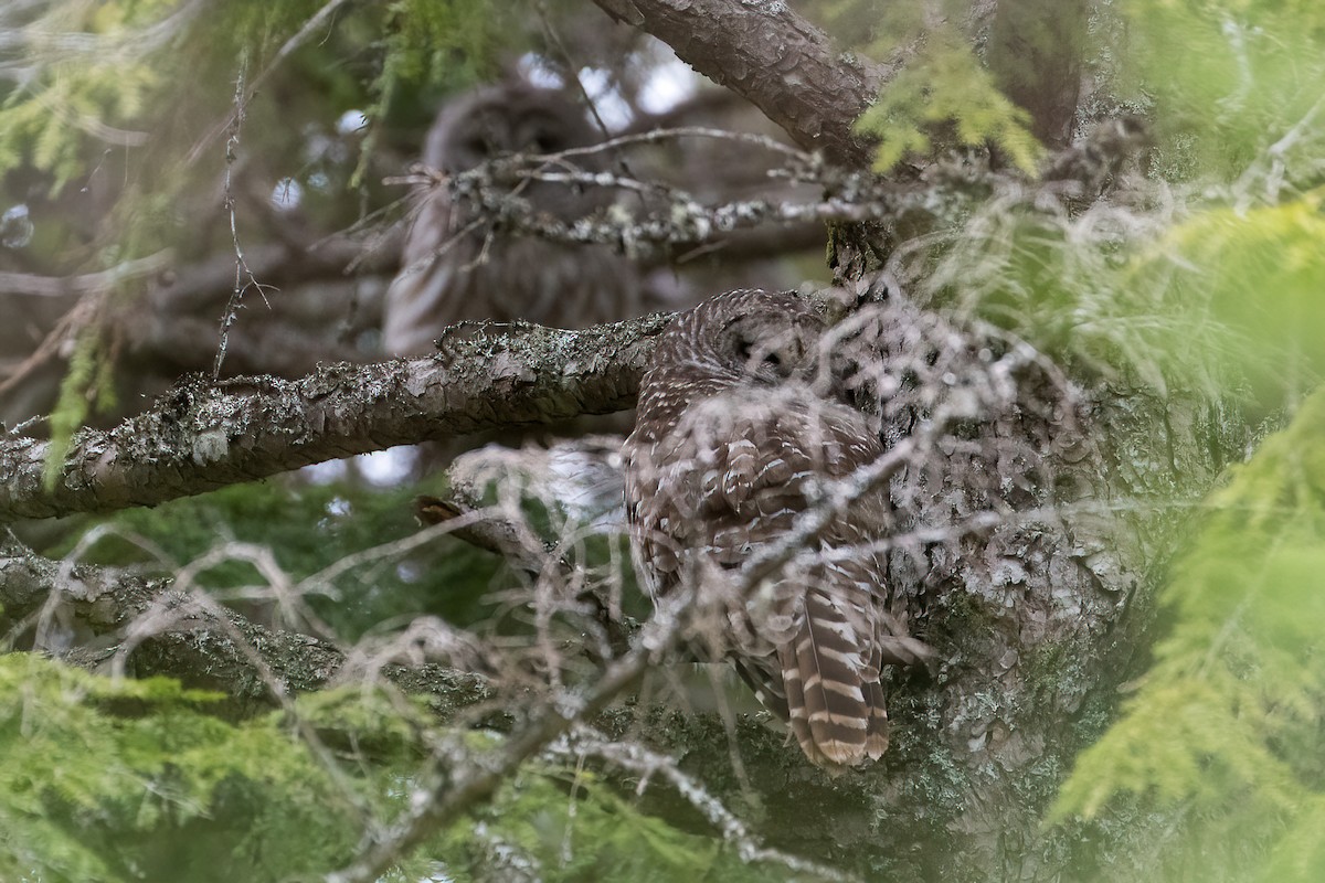 Barred Owl - ML443029771