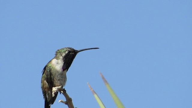 Colibrí Luminoso - ML443030631