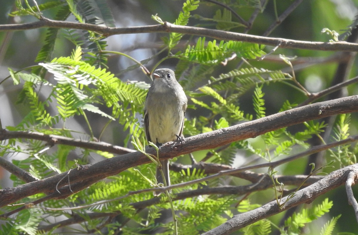 Hammond's Flycatcher - Chris Dean