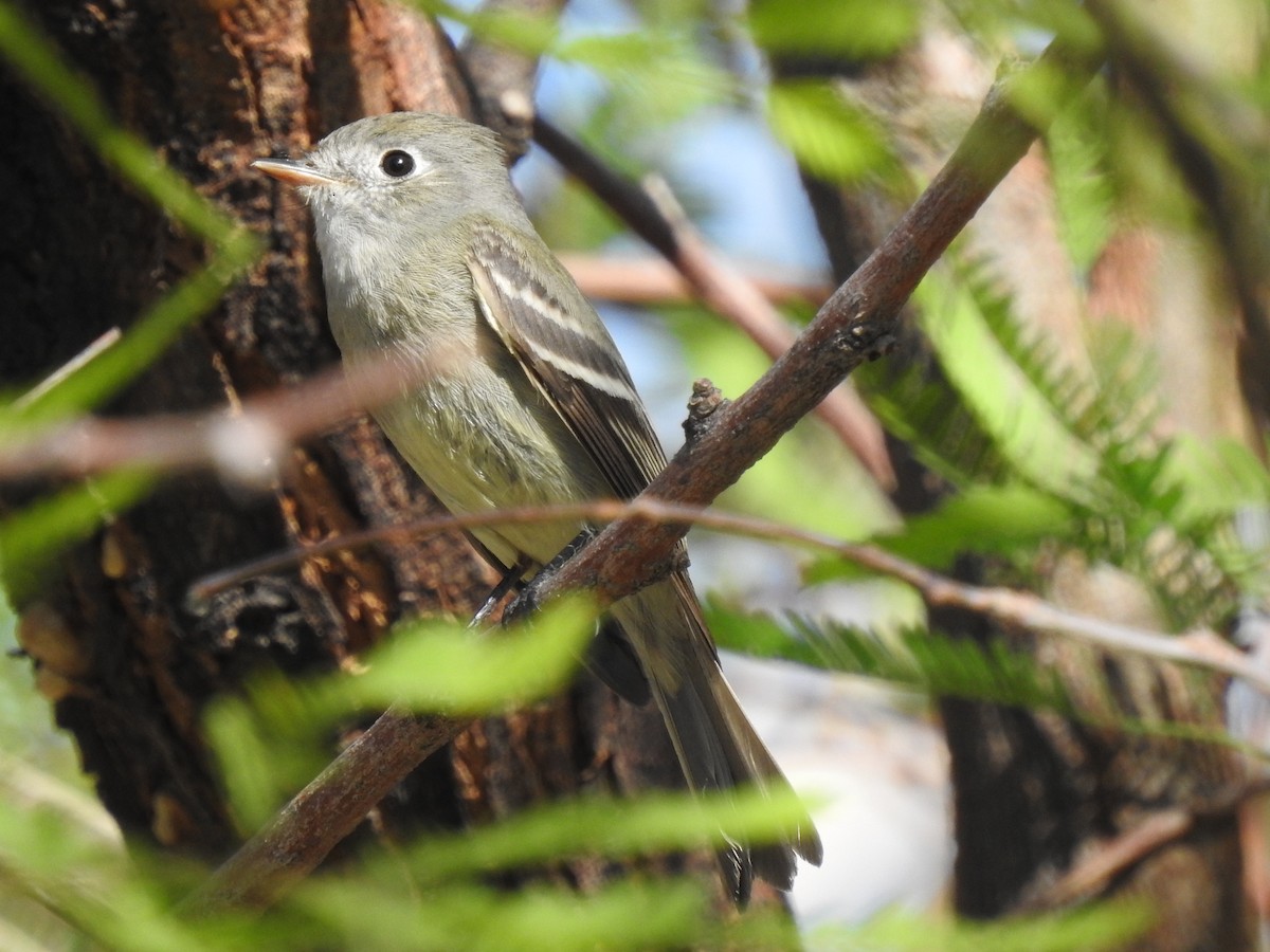 Hammond's Flycatcher - Chris Dean