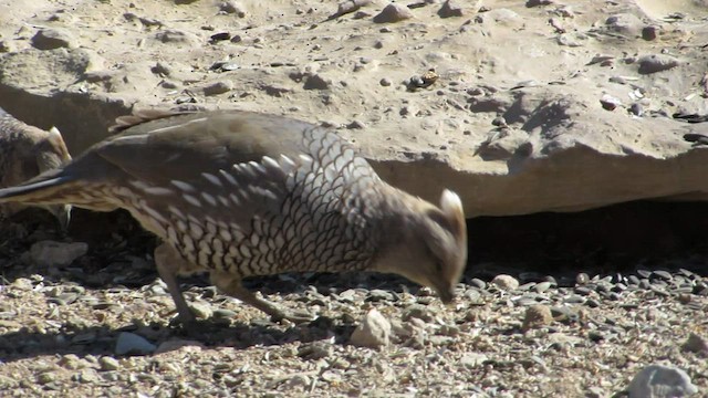 Scaled Quail - ML443030901