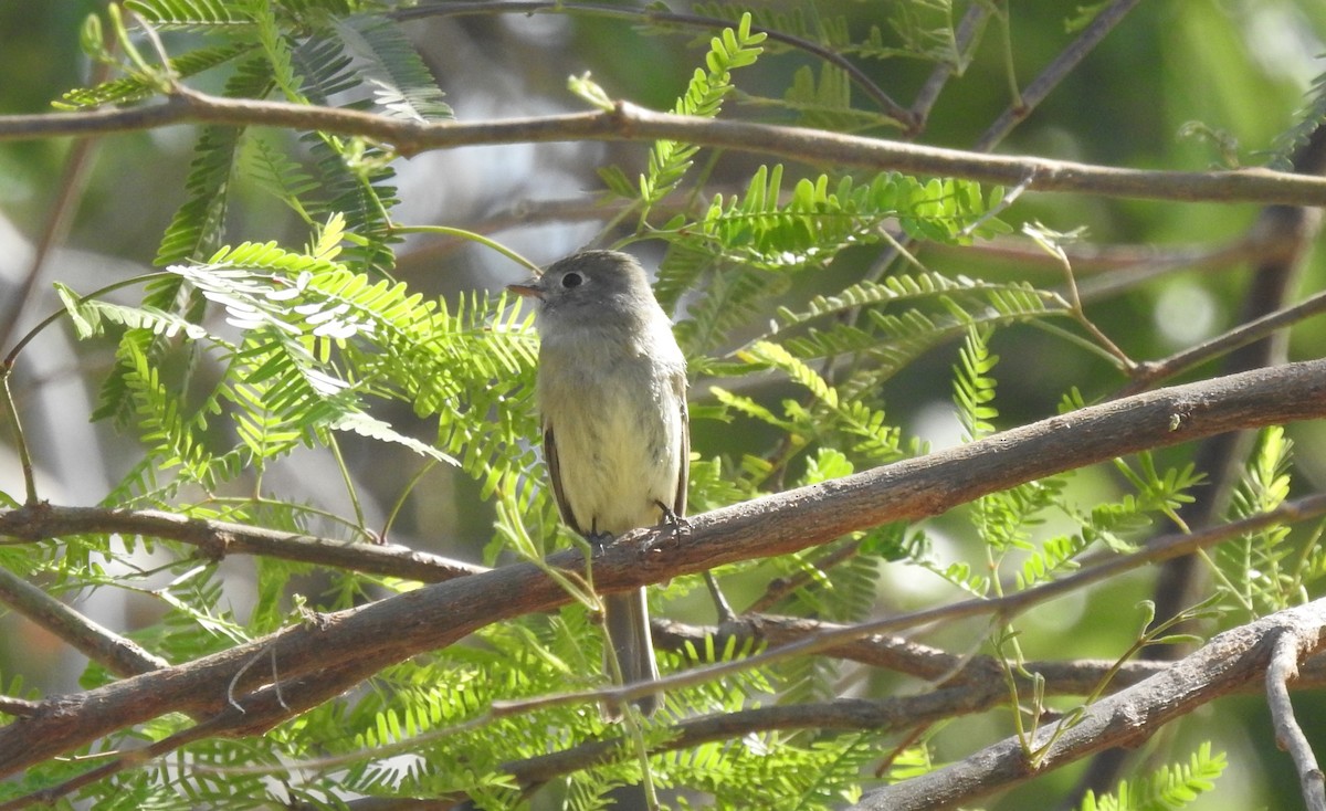 Hammond's Flycatcher - Chris Dean