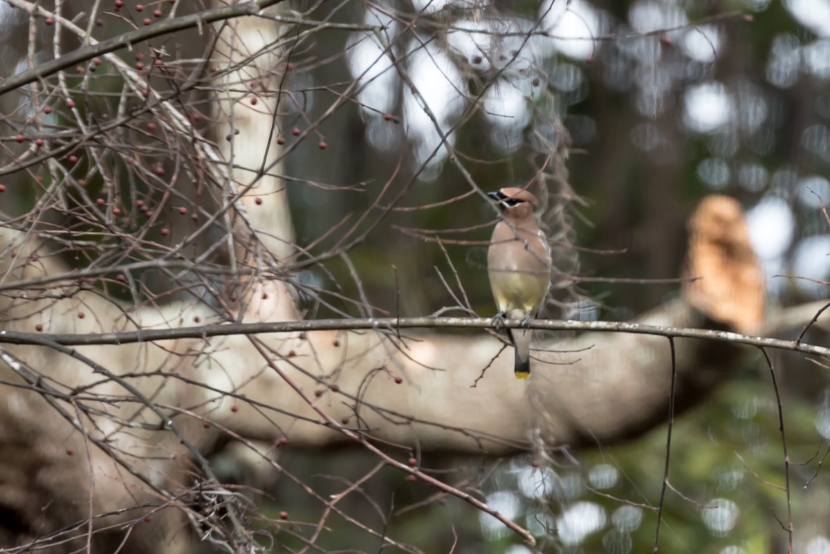 Cedar Waxwing - ML44303101