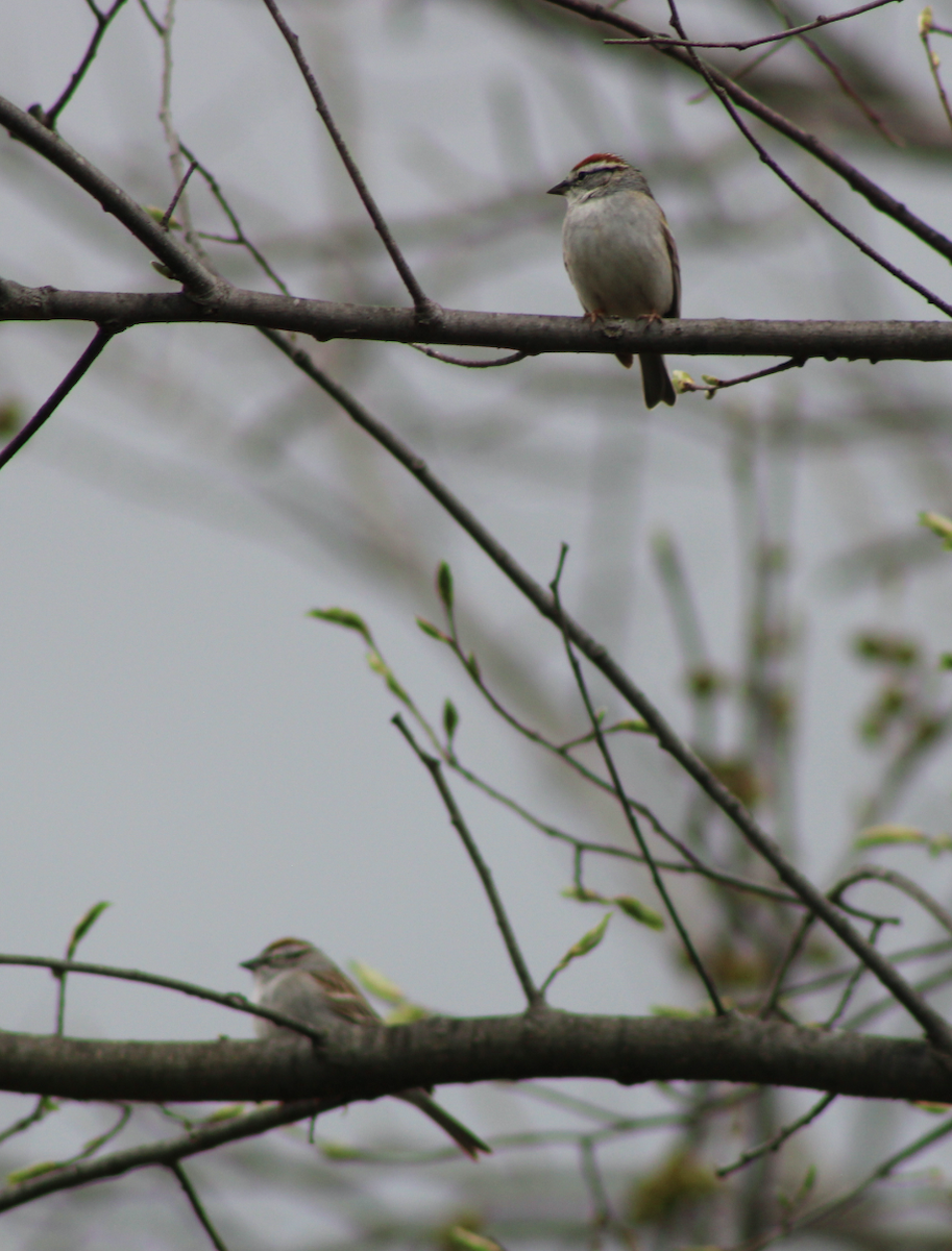 Chipping Sparrow - ML443031391