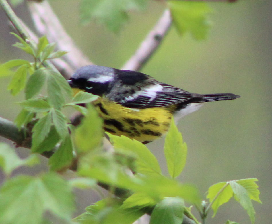 Magnolia Warbler - ML443031501