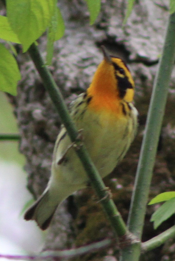 Blackburnian Warbler - Joshua Fries