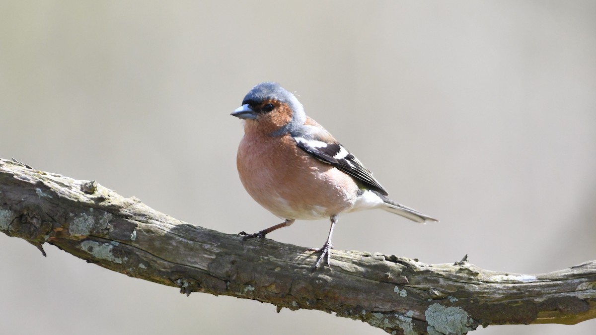 Дуулгат бужирга - ML443031871