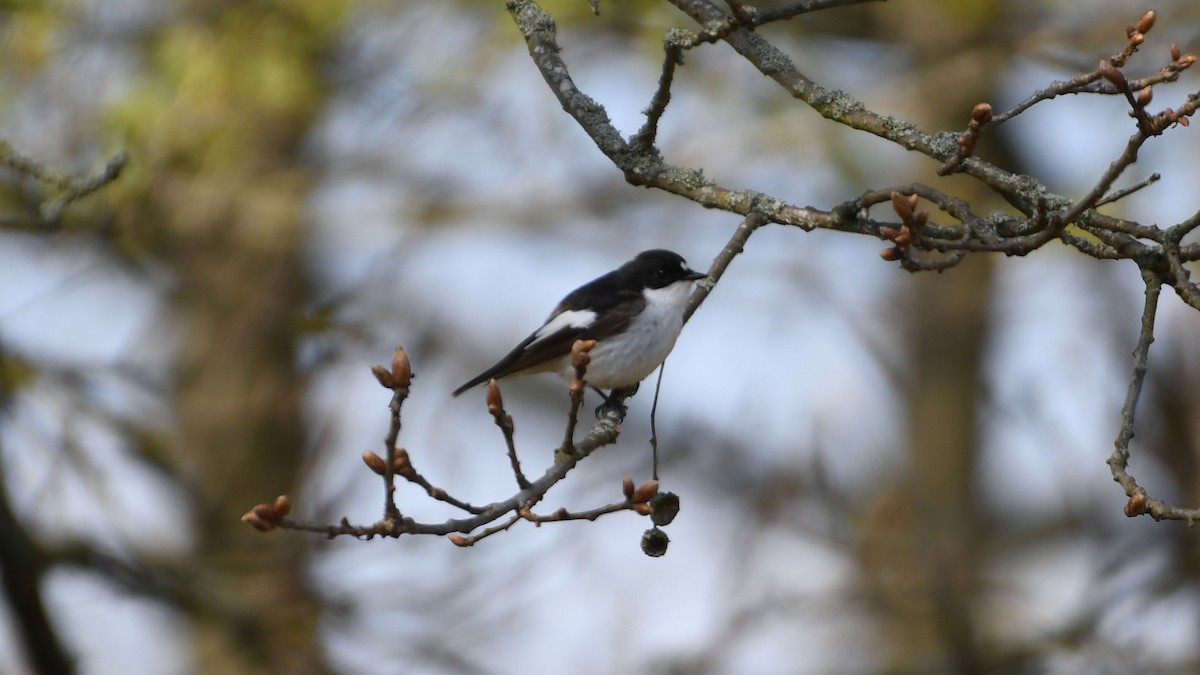 Алаг намнаа - ML443031881