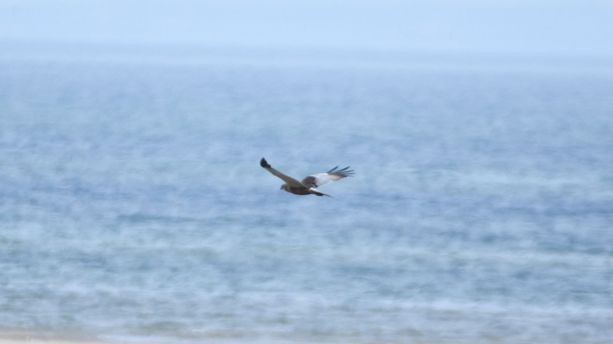 Саарал хулд - ML443031901