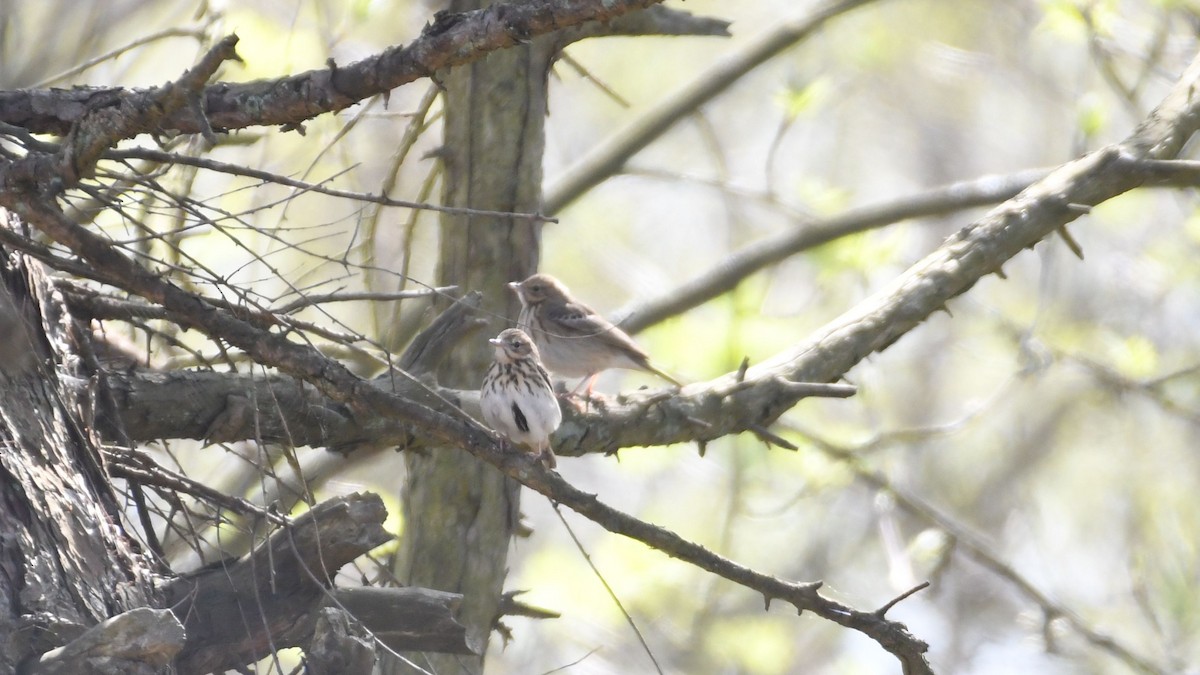 Ойн шийхнүүхэй - ML443031921