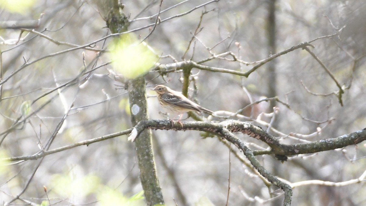 Ойн шийхнүүхэй - ML443031941