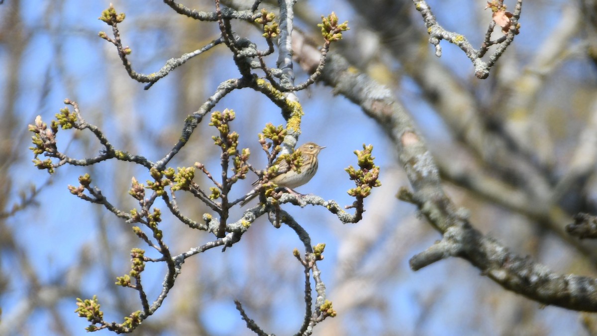 Ойн шийхнүүхэй - ML443031951