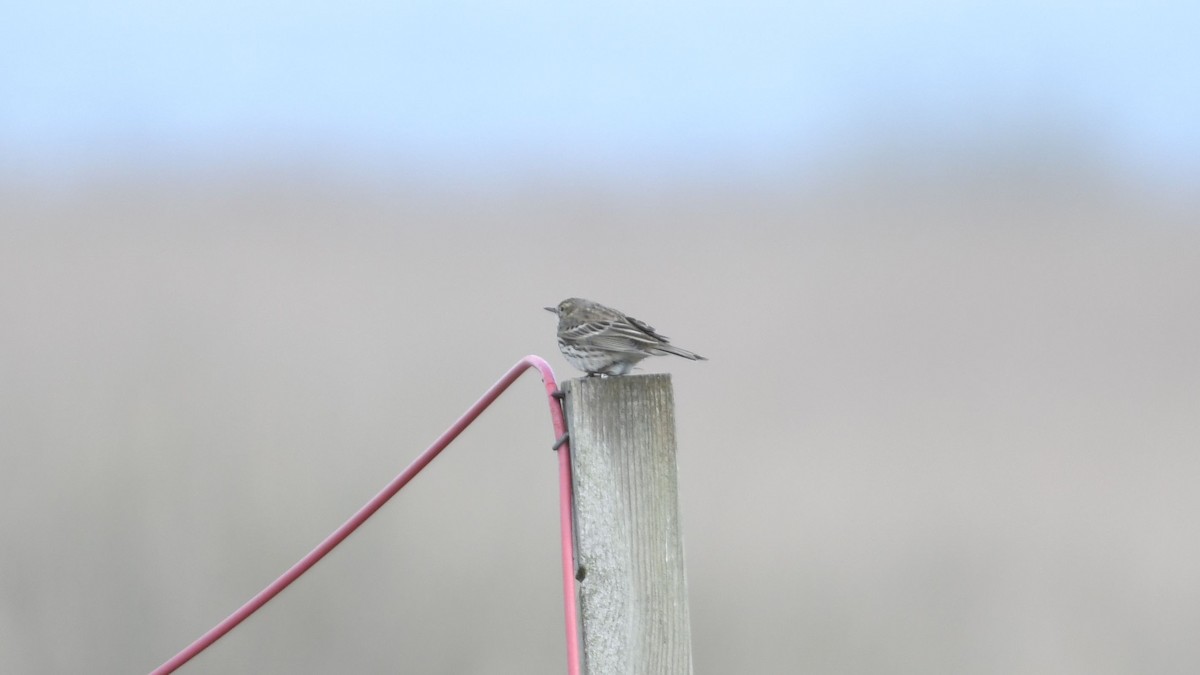 Нугын шийхнүүхэй - ML443031971