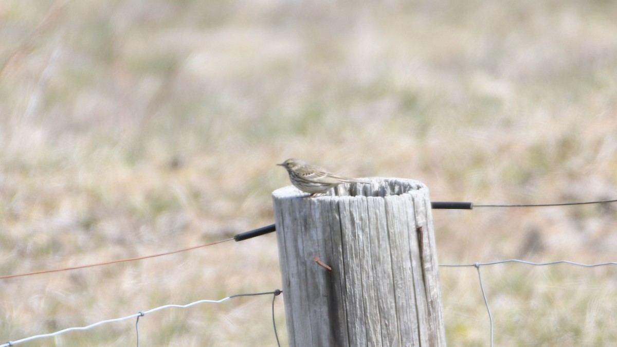 Нугын шийхнүүхэй - ML443031991