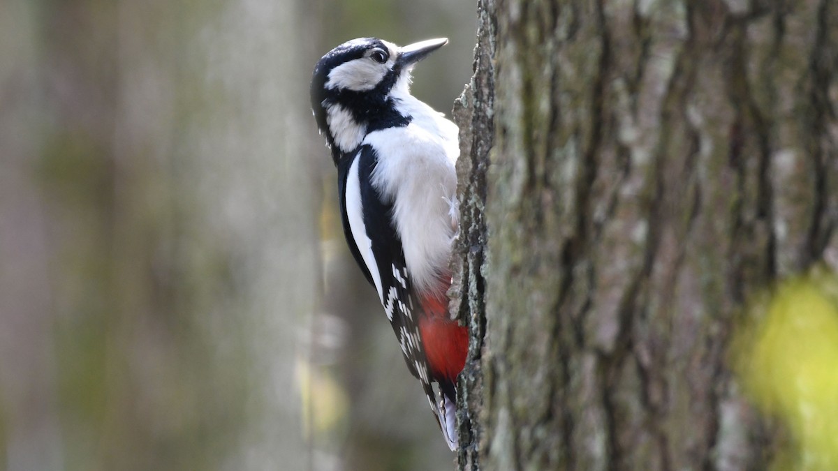 Алаг тоншуул - ML443032061