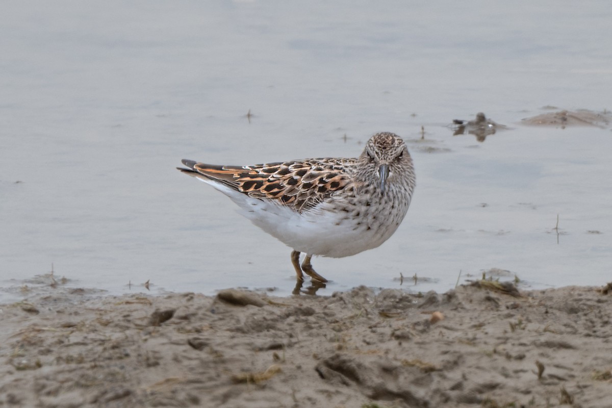 Least Sandpiper - William Kelley