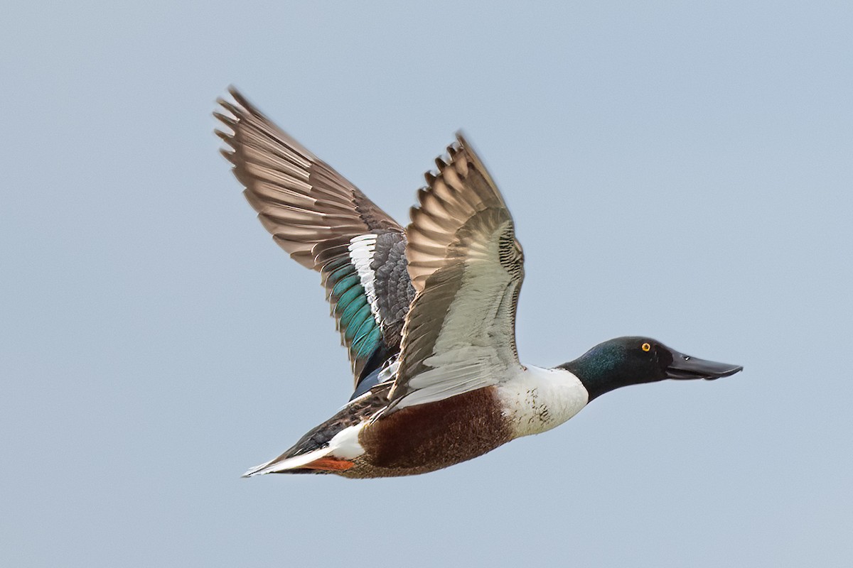 Northern Shoveler - ML443032571