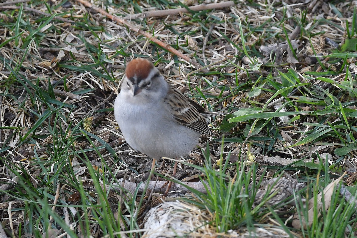 Chipping Sparrow - ML443033431