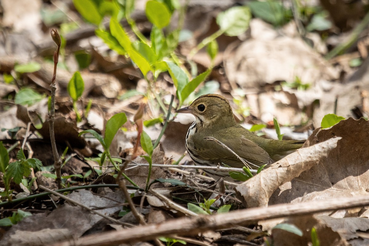 Ovenbird - ML443035401