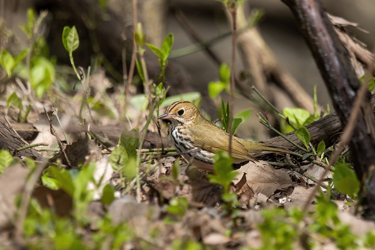 Ovenbird - ML443035441