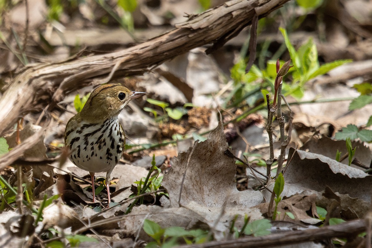 Ovenbird - ML443035471