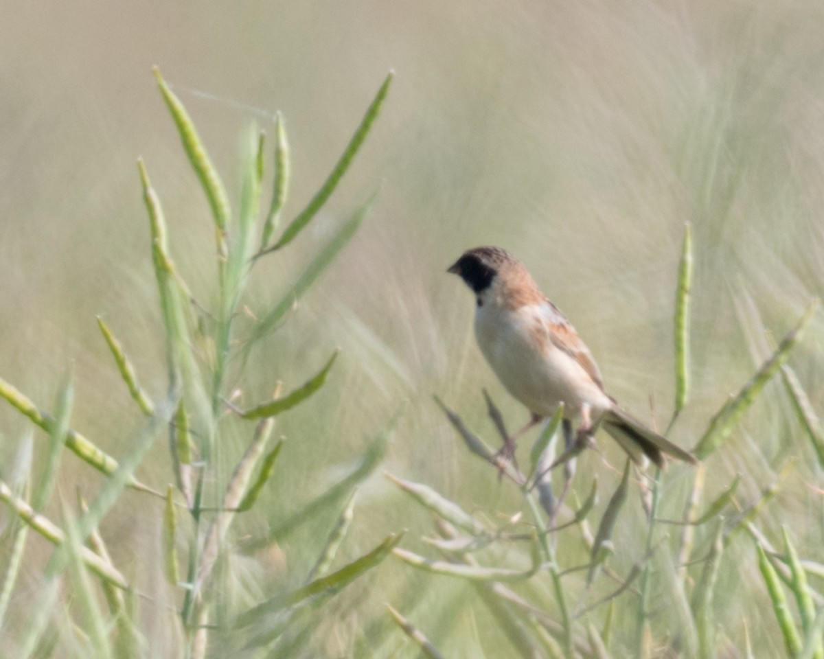 Ochre-rumped Bunting - ML443035851