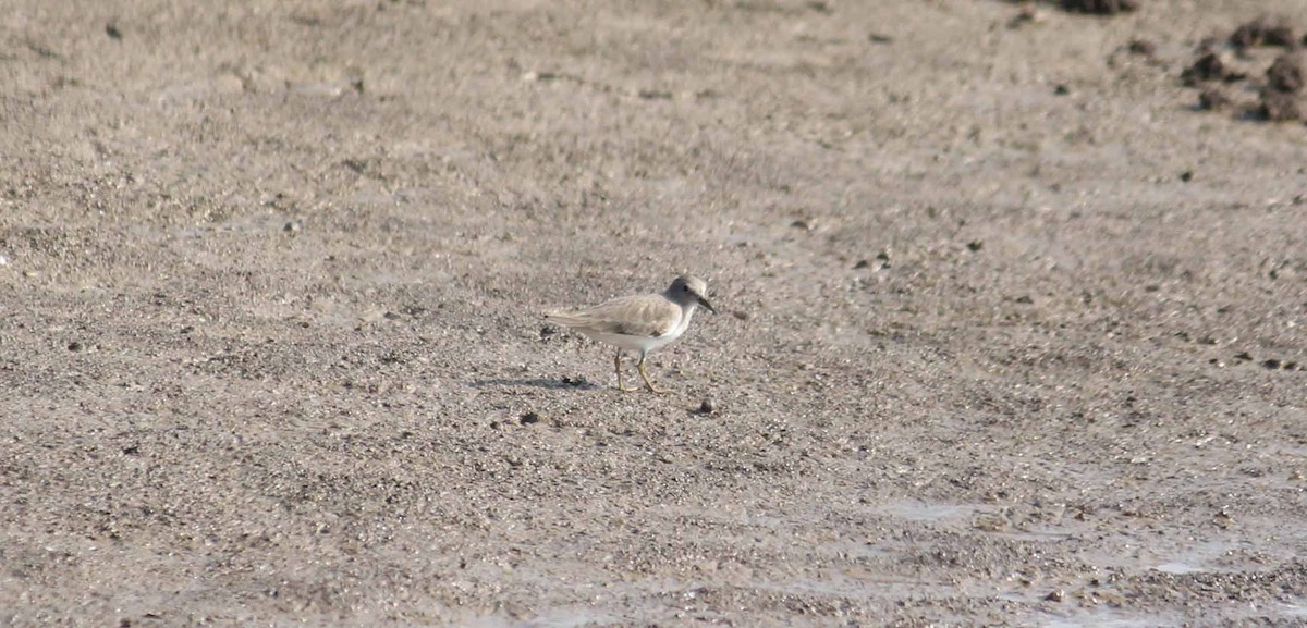 Temminck's Stint - ML44303591