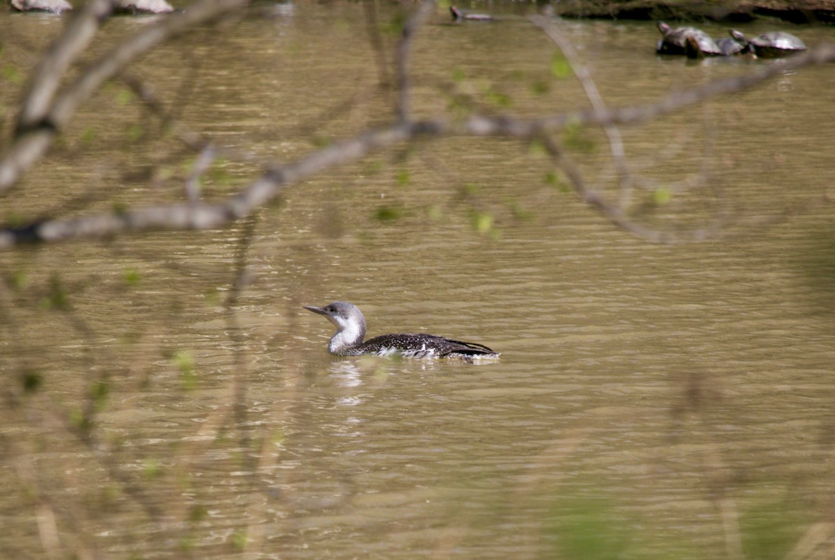 Red-throated Loon - ML443036041