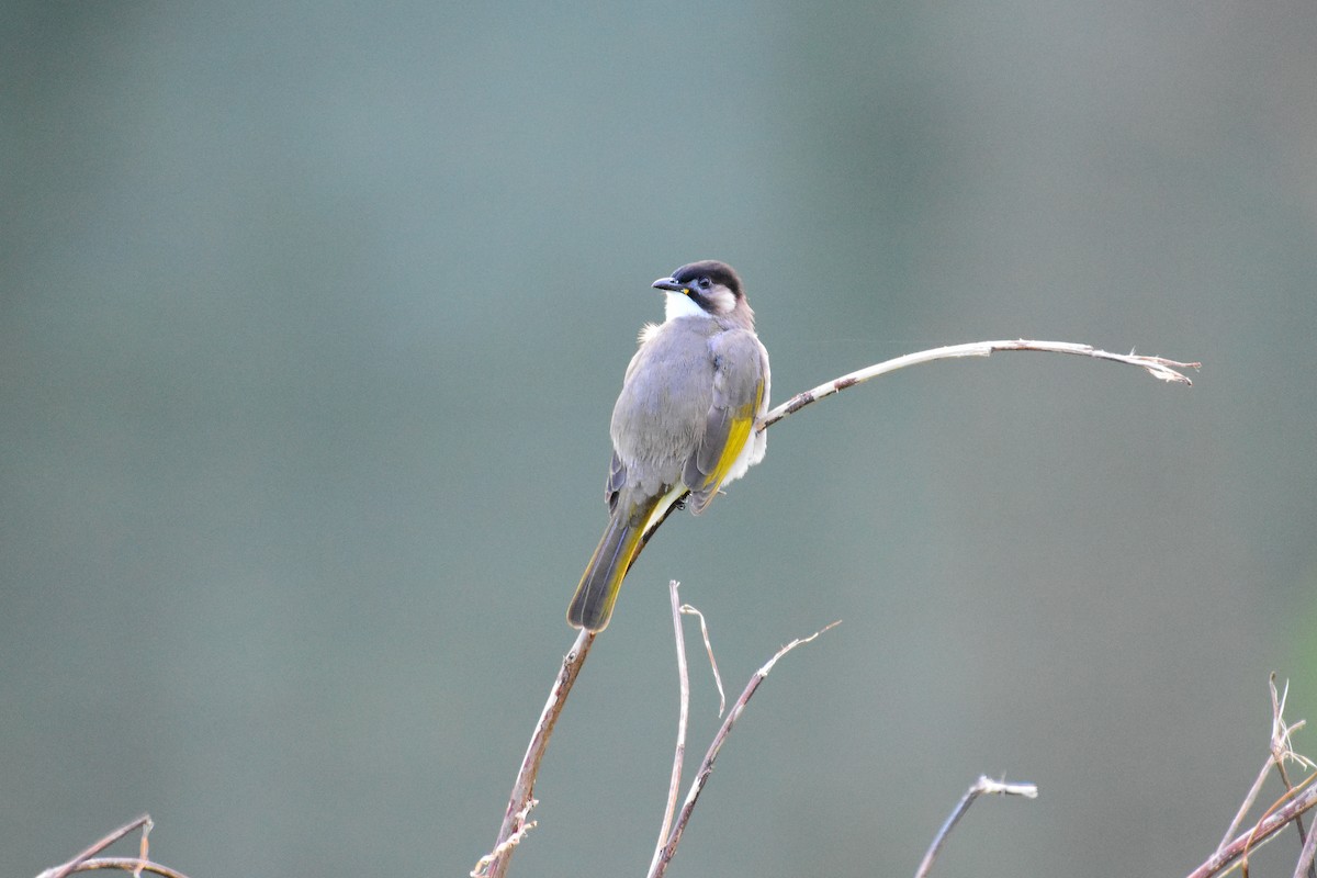 Styan's Bulbul - ML44303611