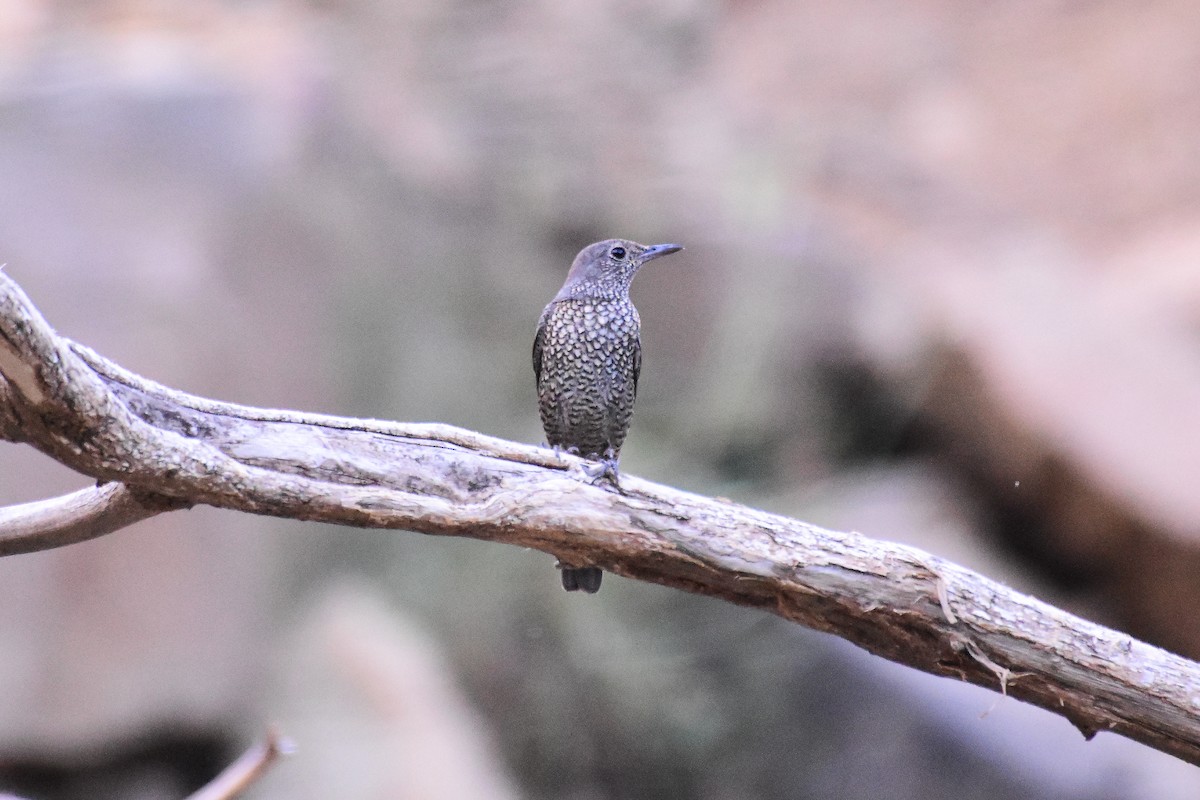 Blue Rock-Thrush - ML44303651