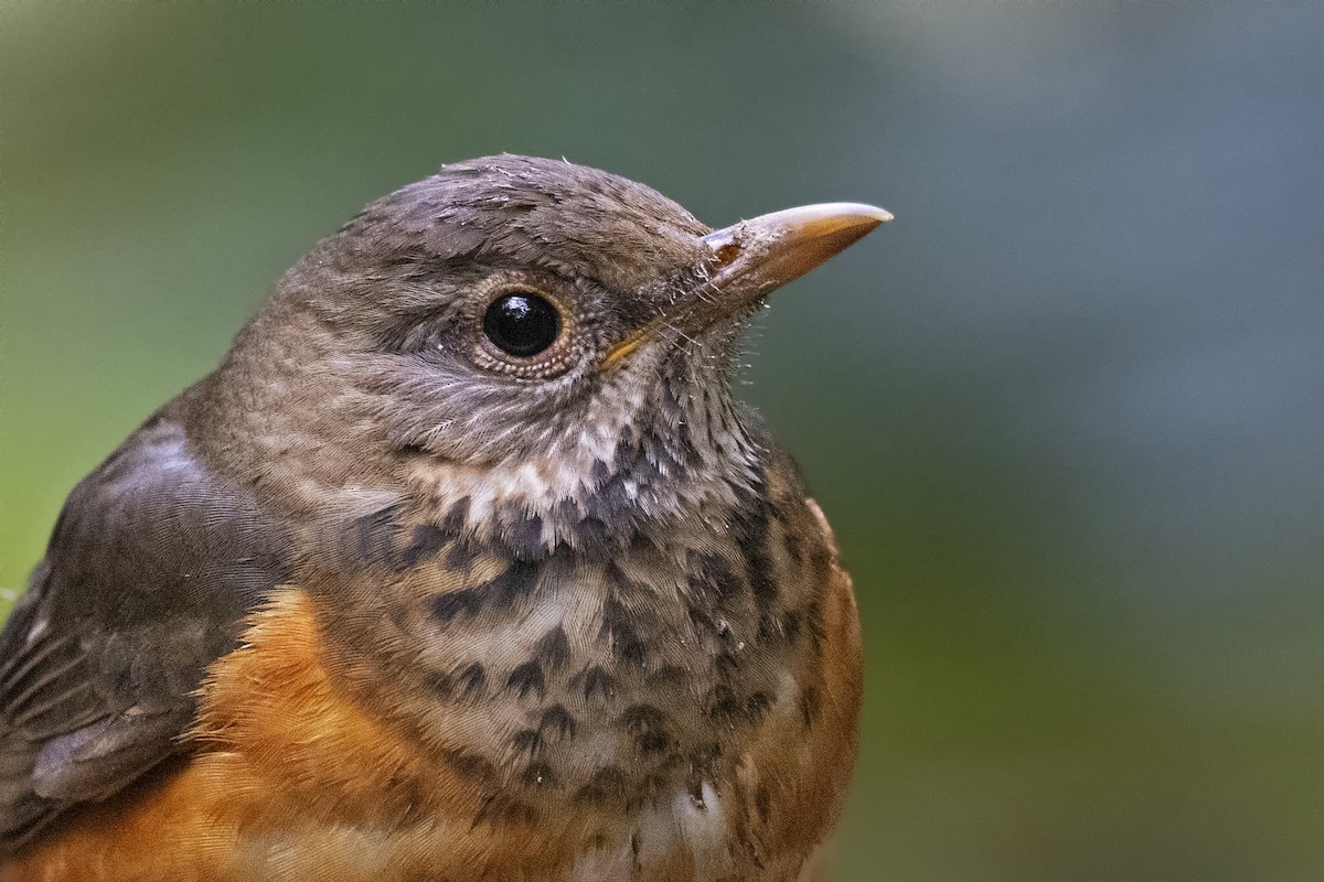 Black-breasted Thrush - ML443037011